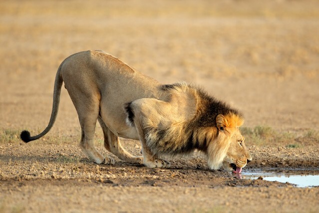 Big male African lion (Panthera leo) drinking water, Kalahari, South Africa